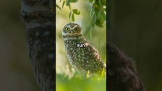 Burrowing Owl  The Adorable Owl🦉 [upl. by Eidualc]