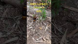 目覚めたスズメバチキラークイーン昆虫 hornet Vespinae危険やばたにえん 逃げろ [upl. by Elrahc]