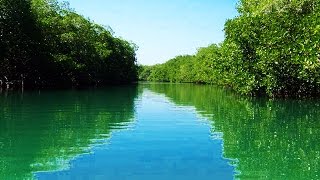 Manglar de la Ciénaga la Caimanera Coveñas [upl. by Azeel460]