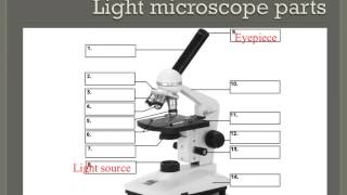 How to properly use a compound light microscope [upl. by Syramad202]