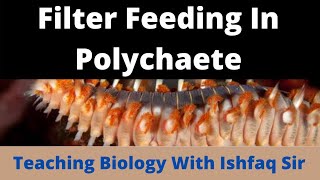 Filter feedings in Polychaeta Bsc 1st Semester Zoology [upl. by Mollee983]