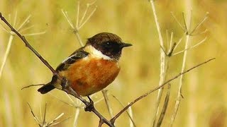 Stonechat Bird at Gunwalloe Church Cove [upl. by Damiano]