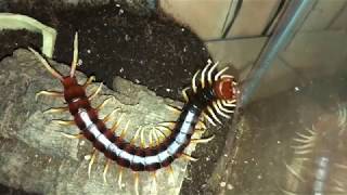 Giant Centipede Feeding  Scolopendra White Leg [upl. by Eanaj]