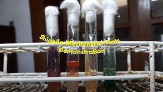 Shigella groups AB and C Biochemical Tests Demonstration [upl. by Dolph472]