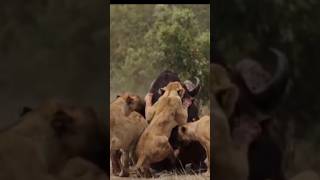 Gorilla vs Lion shorts lion fight [upl. by Jarita]