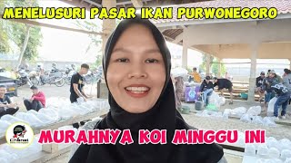 BUKTIKAN SENDIRI MURAHNYA KOI DI PASAR IKAN PURWONEGORO [upl. by Bascomb]