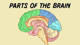 Parts of the Brain [upl. by Ocsirf]