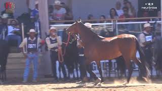 Zagaia do 2A IngáMirim  Campeã Nacional de Categoria e Res Campeã Nacional de Marcha  2024 [upl. by Anele]