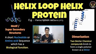 Helix Loop Helix Protein  Motifs  Dimer  Structure  Functions  Tamil  Biology  ThiNK VISION [upl. by Idnaj467]