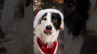 Für das diesjährige Weihnachtsshooting im Tierheim Koblenz sind noch wenige Termine frei short [upl. by Knobloch]