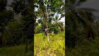 Finding a Marang Tree to Climb tropicalfruits travel trending [upl. by Wengert474]