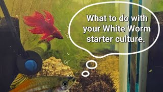 What to do with your White Worm starter culture [upl. by Newlin]