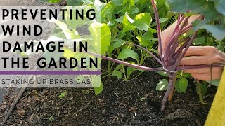 Preventing Wind Damage in the Garden Staking Up Brassicas [upl. by Zoa224]