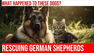 Rescued German Shepherds Heartwarming Rescue Stories [upl. by Angelica]