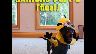 Dachshund Minions  PART 3 amp FINAL [upl. by Areema]