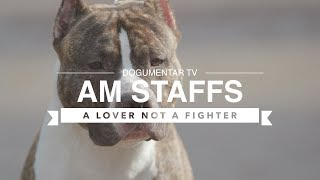 ALL ABOUT AMERICAN STAFFORDSHIRE TERRIERS [upl. by Darda269]