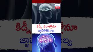 కిడ్నీ నరాల్లోనూ జ్ఞాపకశక్తి నిల్వ telugupost telugufacts memorypower memories brain [upl. by Schlosser]