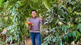 Winter Harvest of Tropical Fruits in Californias Central Valley [upl. by Lleon]