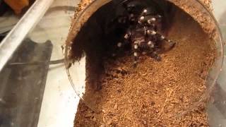 Part 2 of 3 From Beginners To Advanced Tarantula KeepingFeeding [upl. by Mayyahk845]