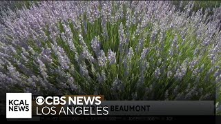 Lavender Festival at 123 Farm  SoCal Spotlight [upl. by Zoara]