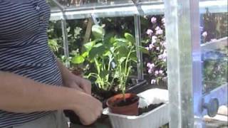 Pottingup Cape Gooseberries  Claires Allotment part 111 [upl. by Anala]