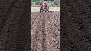 David Brown Cropmaster Tractor at Sheepy Ploughing Match  Sunday 29th September 2024 [upl. by Tollmann]