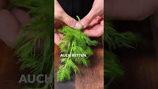 FRISICHER Fenchel Zitrus Salat food rezept salat [upl. by Artenra]