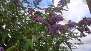 Why everyone should own a buddleia butterflies amp bees [upl. by Aciemaj]