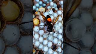 Foam layer covering wasp larvae cocoon shorts bee [upl. by Githens]