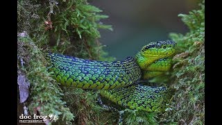 EN BUSCA DE LA LA VIBORA VERDINEGRA BOTHRIECHIS NIGROVIRIDIS EN COSTA RICA [upl. by Annadroj]