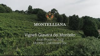 Vigneti Giavera del Montello [upl. by Martel]