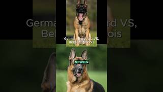 German Shepherd vs Belgian Malinois germanshepherd belgiummalinois doglover fyp dogbreeds [upl. by Yendor]