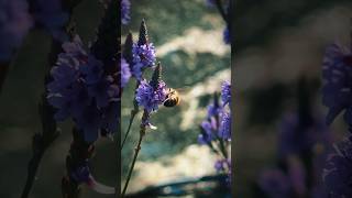 Blue Vervain Medicinal AND Beautiful 😍 bluevervain tea medicinalplants [upl. by Flo]