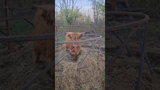 CURLY gets STUCK in a feeder cow animal mini farm minicow shorts [upl. by Seyah]