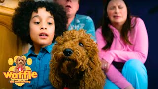 Waffle The Wonder Dog Compilation For Kids  Fun Shows For Children  WildBrain Zigzag [upl. by Negris]