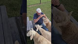 Rescued sheep like bedtime treats too [upl. by Fianna]