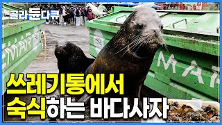 주거만족도 최상 처음엔 한두 마리가 다였는데 온 동네 바다사자들에게 소문나 인기 장소가 된 쓰레기통│파타고니아│세계테마기행│골라듄다큐 [upl. by Aden929]