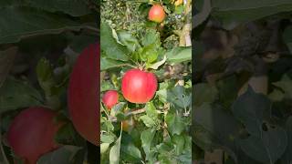 Äpfel 🍎 🍏 amp Pestizide [upl. by Westfall]