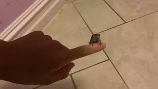 Neotibicen pruinosus calling on my finger [upl. by Nidak]