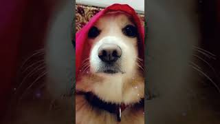 My beautiful luci 🥰😍😘viralvideo shortvideo funny music bollywood song youtube doglover dog [upl. by Horton]