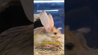 Jerboas The Desert Hoppers animals animal animalshorts jerboa [upl. by Ja]