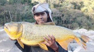 PESCA DE DORADOS GIGANTES CON ANZUELO CARNADA VIVA sport fishingrío lleno de peces [upl. by Hildie]