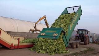 Tobacco Growing and Harvesting in Italy  Coltivazione e raccolta del tabacco in Italia [upl. by Ycats]