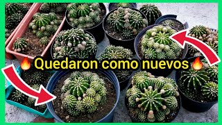 Echinopsis Oxygona  cuidados y mantenimiento ❄❄☃🌵❄❄ [upl. by Korfonta]