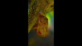 Chameleon Giving Live Birth [upl. by Trout]