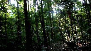 Screaming Piha Iwokrama Rainforest Guyana [upl. by Euqram277]