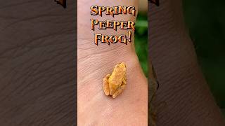 Spring Peeper Frog Frog identification and facts frog facts [upl. by Milon]