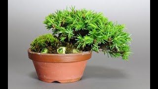 Juniperus communis subsp alpina [upl. by Eikin]