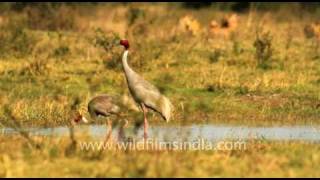 Sarus Crane displaying and trumpeting gloriously [upl. by Arielle598]