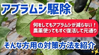 アブラムシ対策！アブラムシが減らない、すぐ復活して困ってる方必見の対策方法を紹介！【髭サン農家】 [upl. by Anyaj]